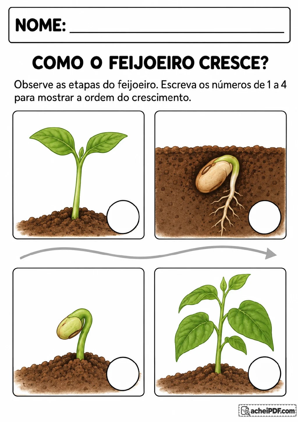 Quatro ilustrações do crescimento do feijoeiro: semente com raiz, broto emergindo do solo, planta jovem e planta maior.