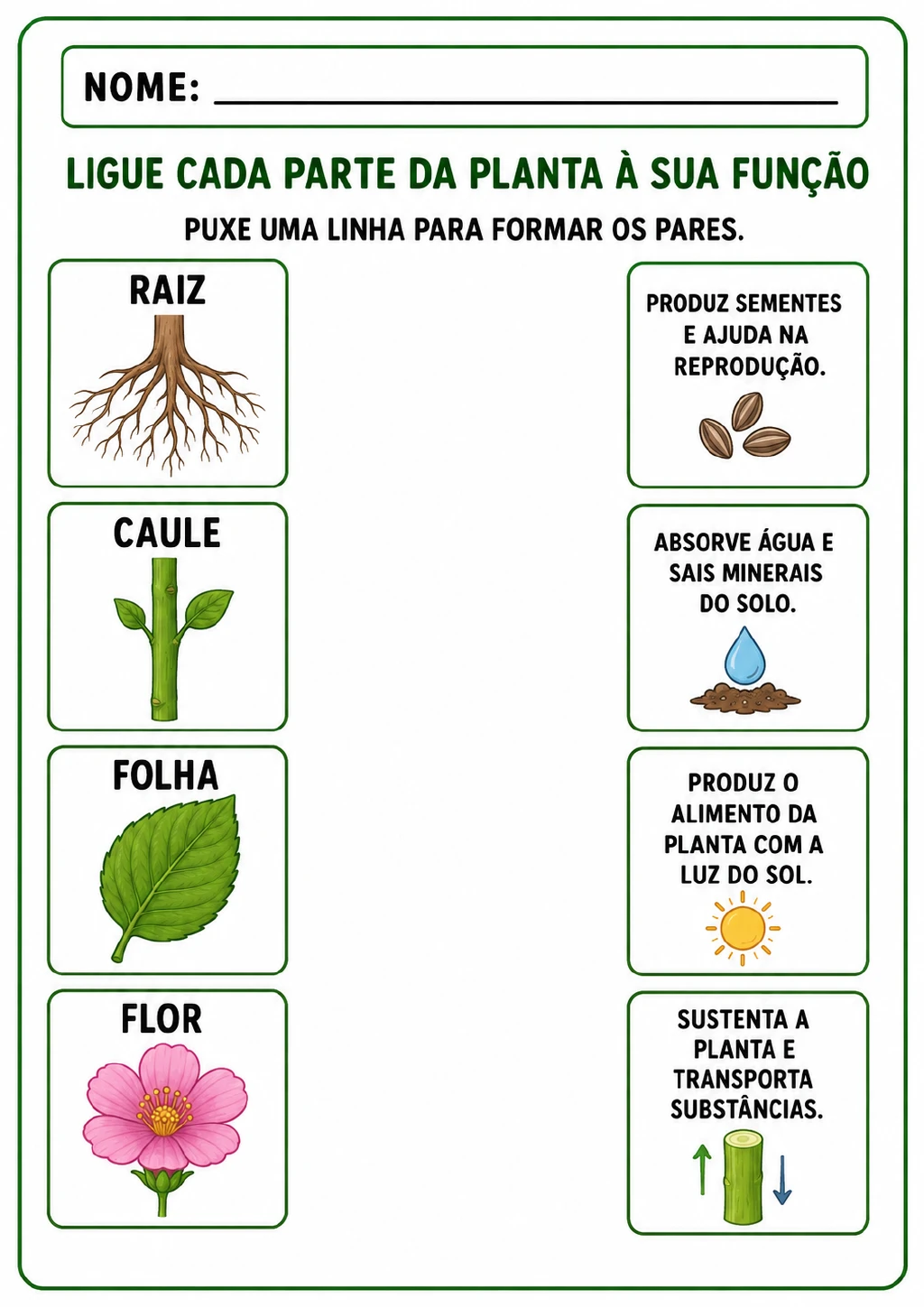 Quatro cartões com raiz, caule, folha e flor, ilustrados com sementes, solo, sol e água.