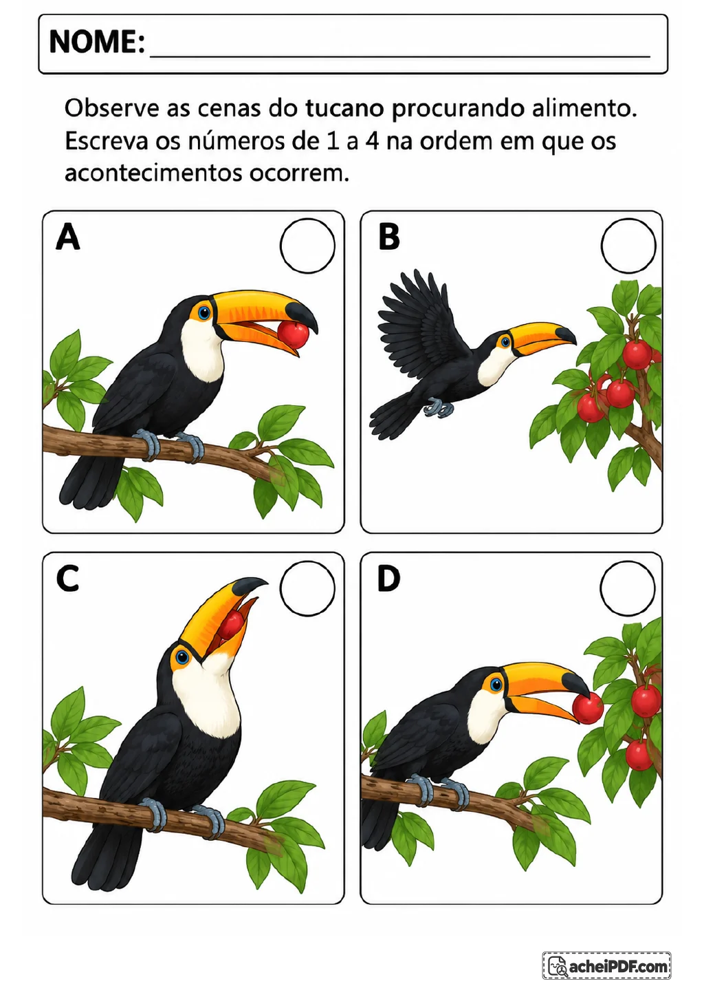 Quatro quadros identificados por A, B, C e D mostram um tucano voando até frutos vermelhos, colhendo uma fruta.