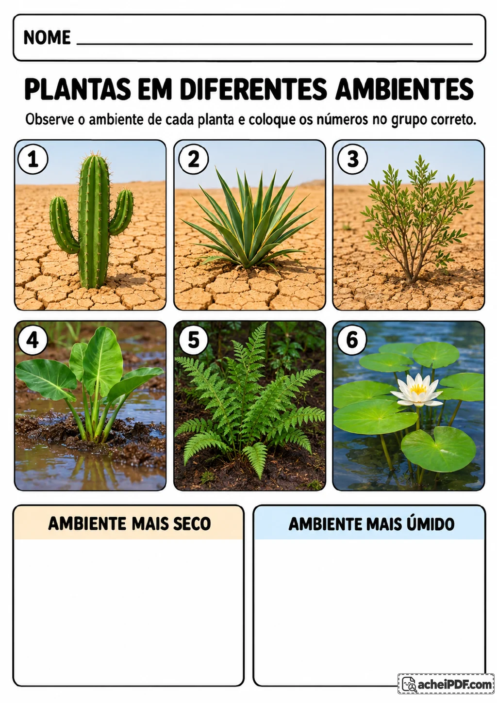 Seis fotografias numeradas de plantas e dois quadros de classificação com os títulos “Ambiente mais seco”.