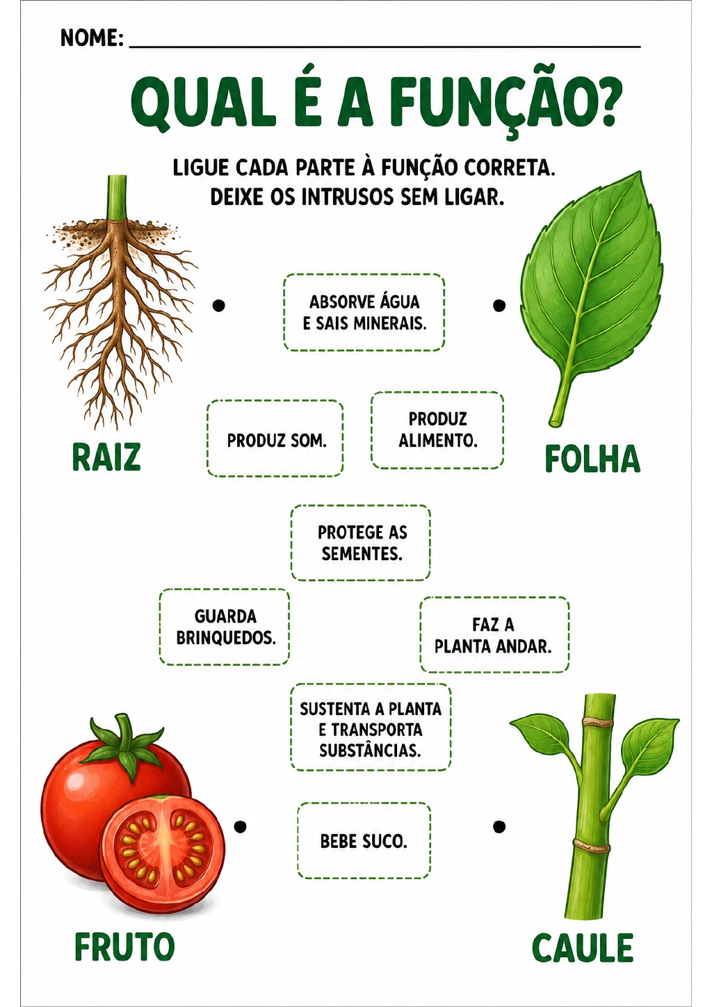 Raiz, folha, fruto e caule aparecem ao lado de oito caixas pontilhadas: quatro trazem funções da planta.