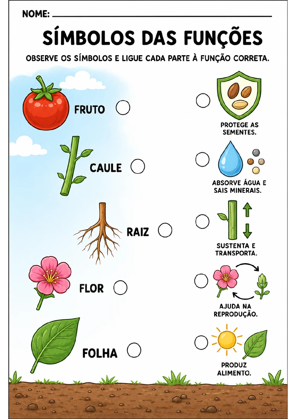 Fruto, caule, raiz, flor e folha aparecem à esquerda; à direita, há símbolos de escudo com sementes, gota d’água, setas.