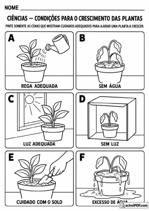 Seis cenas, identificadas de A a F, mostram rega adequada, planta sem água, luz solar, planta sem luz.