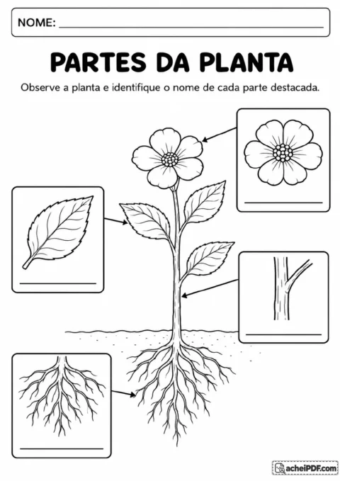 Desenho em preto e branco de uma planta com setas apontando para flor, folha, caule e raiz.