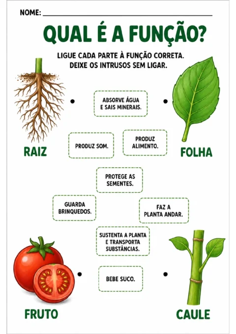 Raiz, folha, fruto e caule aparecem ao lado de oito caixas pontilhadas: quatro trazem funções da planta.
