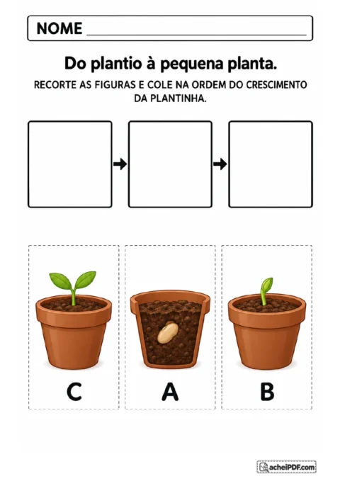 Três quadros vazios ligados por setas e cartões A, B e C com uma semente no vaso, um broto e uma planta jovem.