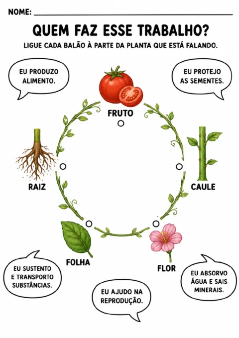 Raiz, caule, folha, flor e fruto representado por um tomate aparecem ao redor de balões de fala com funções da planta.