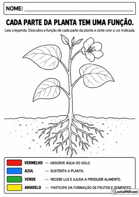 Desenho de planta com raízes abaixo da linha do solo, caule, folhas e flor, acompanhado de legenda de quatro cores.