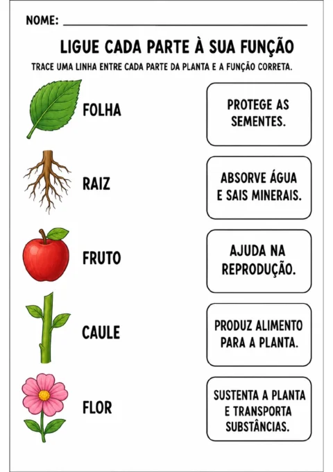 Folha, raiz, fruto em forma de maçã, caule e flor rosa aparecem em uma coluna, ao lado de cinco caixas.